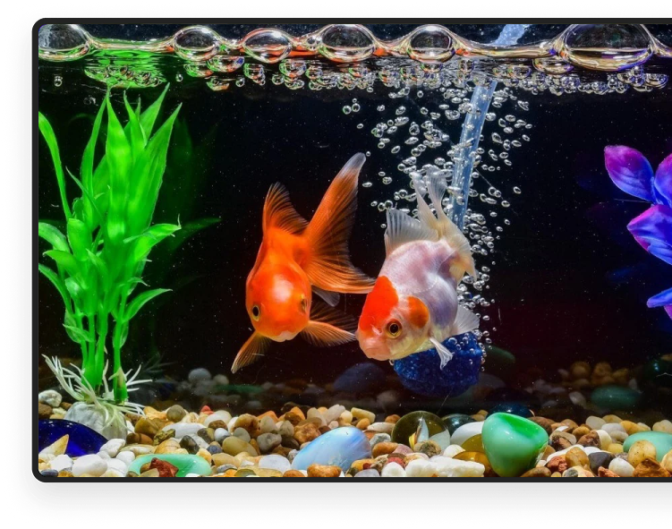 two goldfish
