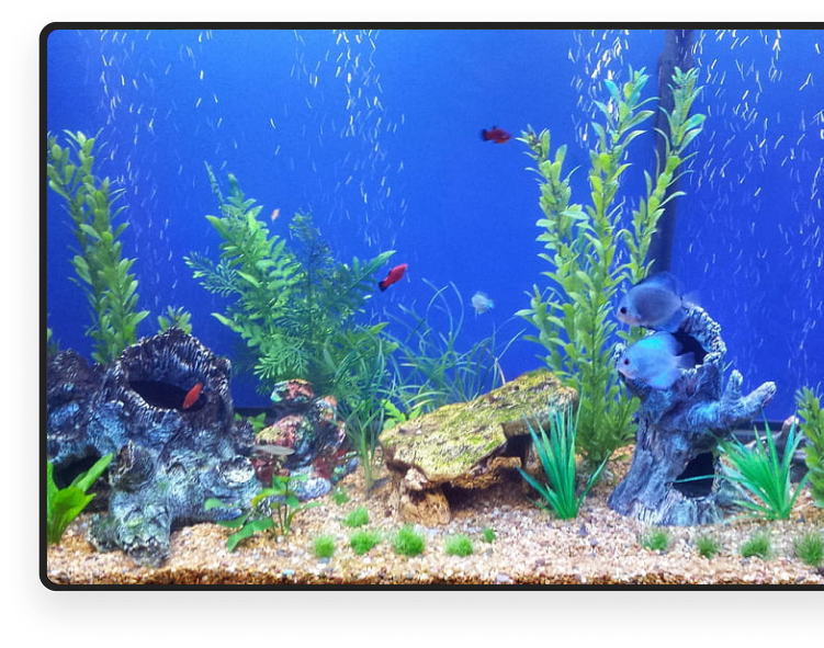 fishes in aquarium